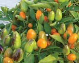 Paprika chilli okrasná 'Foxta'