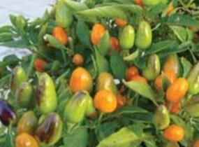 Paprika chilli okrasná 'Foxta' - Capsicum annuum 'Foxta'