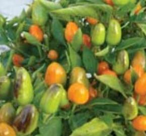 Paprika chilli 'Foxta' - Capsicum annuum 'Foxta'