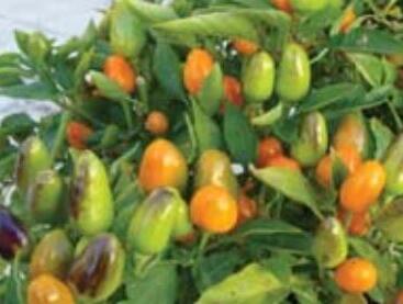 Paprika chilli okrasná 'Foxta'