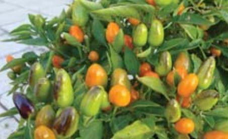 Paprika chilli okrasná 'Foxta' - Capsicum annuum 'Foxta'