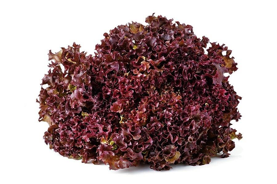 Salát listový 'Nikolaj' - Lactuca sativa var. crispa 'Nikolaj'