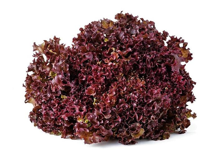 Salát listový 'Nikolaj' - Lactuca sativa var. crispa 'Nikolaj'