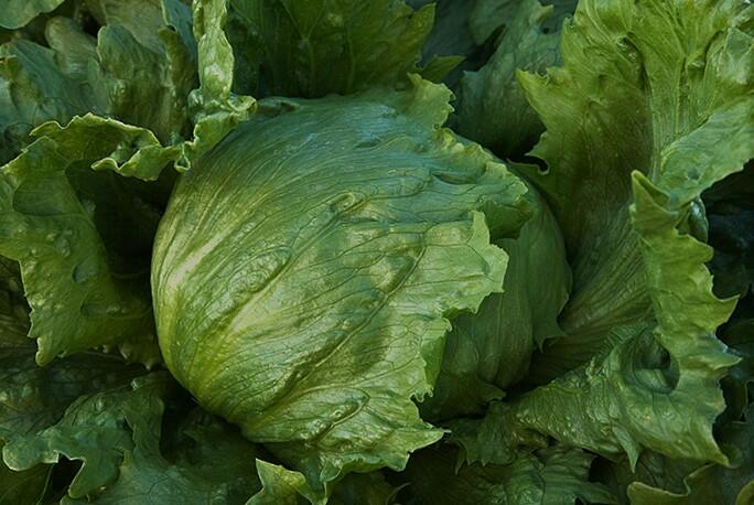 Salát hlávkový ledový 'Larsen' - Lactuca sativa var. capitata 'Larsen'