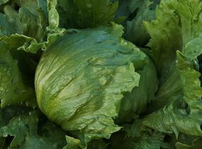Salát hlávkový ledový 'Larsen' - Lactuca sativa var. capitata 'Larsen'