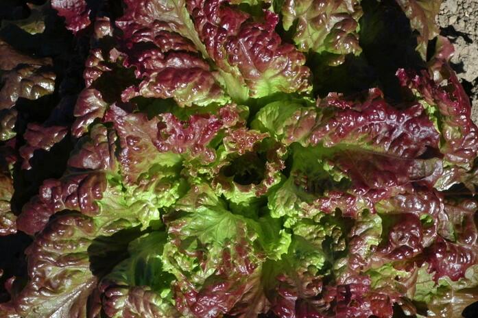 Salát hlávkový 'Rosemarry' - Lactuca sativa var. capitata 'Rosemarry'