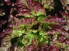 Salát hlávkový 'Rosemarry' - Lactuca sativa var. capitata 'Rosemarry'
