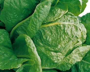 Salát římský 'Galander'