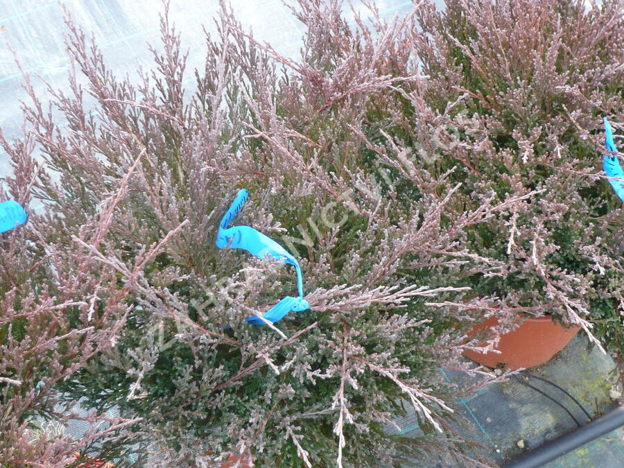 Jalovec polehlý 'Andorra Compact' - Juniperus horizontalis 'Andorra Compact'