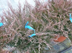 Jalovec polehlý 'Andorra Compact' - Juniperus horizontalis 'Andorra Compact'