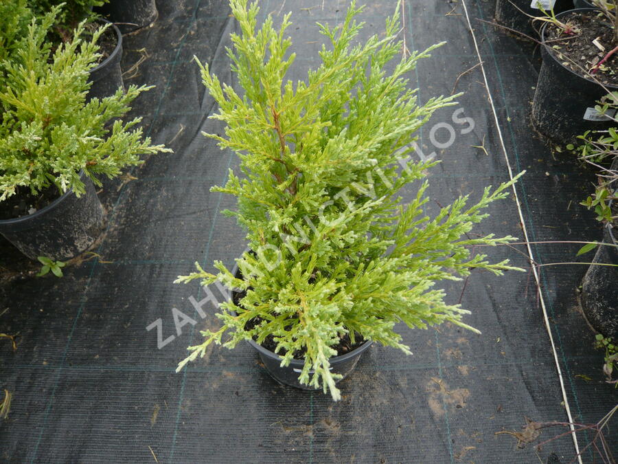 Jalovec polehlý 'Andorra Compact' - Juniperus horizontalis 'Andorra Compact'