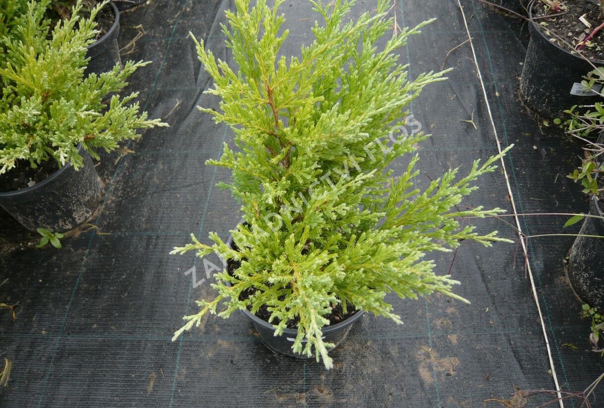 Jalovec polehlý 'Andorra Compact' - Juniperus horizontalis 'Andorra Compact'
