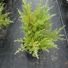 Jalovec polehlý 'Andorra Compact' - Juniperus horizontalis 'Andorra Compact'