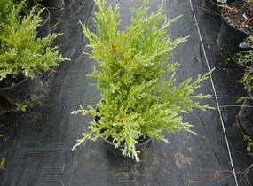 Jalovec polehlý 'Andorra Compact' - Juniperus horizontalis 'Andorra Compact'