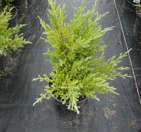 Jalovec polehlý 'Andorra Compact' - Juniperus horizontalis 'Andorra Compact'