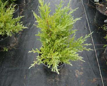 Jalovec polehlý 'Andorra Compact'