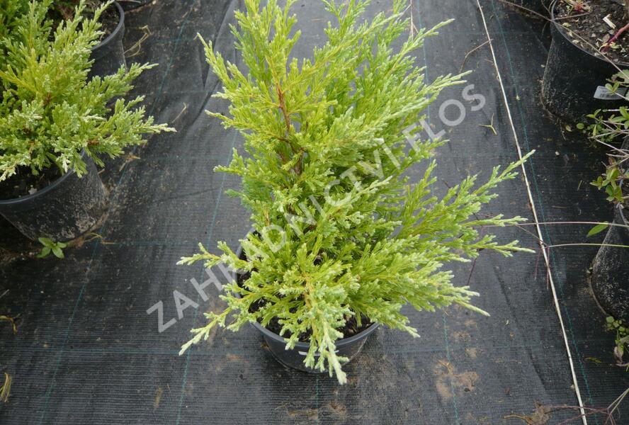 Jalovec polehlý 'Andorra Compact' - Juniperus horizontalis 'Andorra Compact'