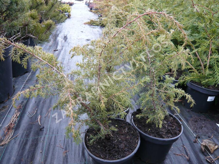 Jalovec obecný 'Wallis' - Juniperus communis 'Wallis'