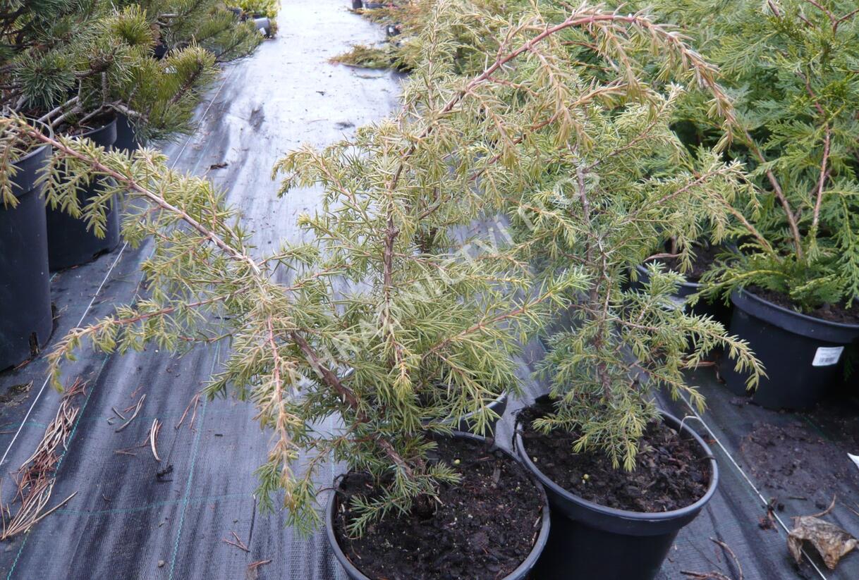 Jalovec obecný 'Wallis' - Juniperus communis 'Wallis'