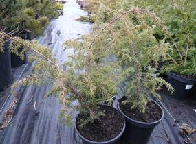 Jalovec obecný 'Wallis' - Juniperus communis 'Wallis'