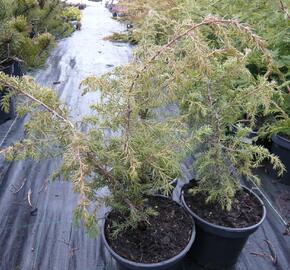 Jalovec obecný 'Wallis' - Juniperus communis 'Wallis'
