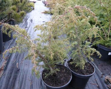 Jalovec obecný 'Wallis'