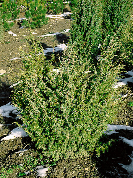 Jalovec obecný 'Wallis' - Juniperus communis 'Wallis'