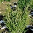 Jalovec obecný 'Wallis' - Juniperus communis 'Wallis'