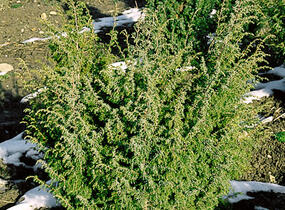 Jalovec obecný 'Wallis' - Juniperus communis 'Wallis'