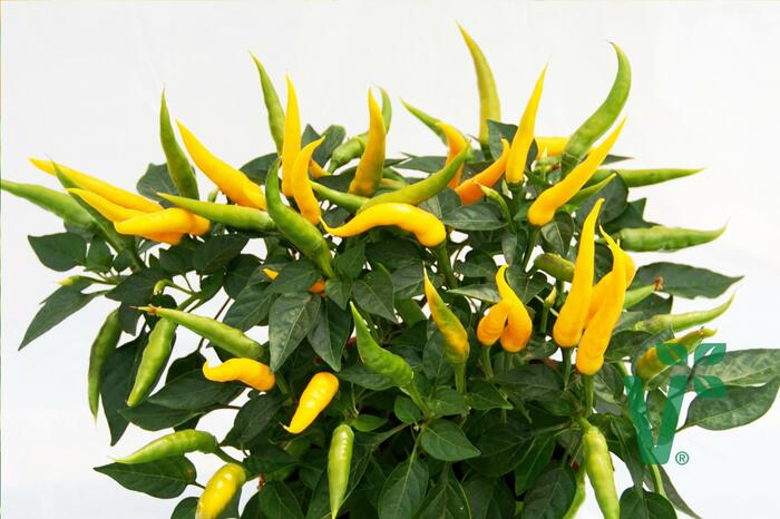 Paprika převislá 'Volante Mild Yellow' F1 - Capsicum annuum 'Volante Mild Yellow' F1