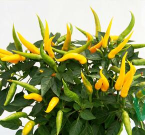 Paprika převislá 'Volante Mild Yellow' F1 - Capsicum annuum 'Volante Mild Yellow' F1