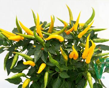 Paprika převislá 'Volante Mild Yellow' F1