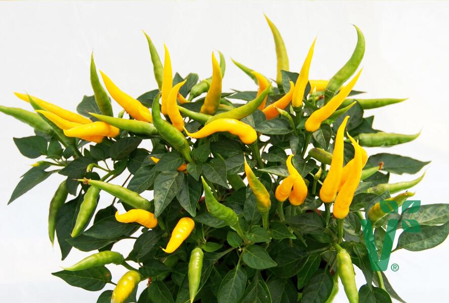 Paprika převislá 'Volante Mild Yellow' F1 - Capsicum annuum 'Volante Mild Yellow' F1
