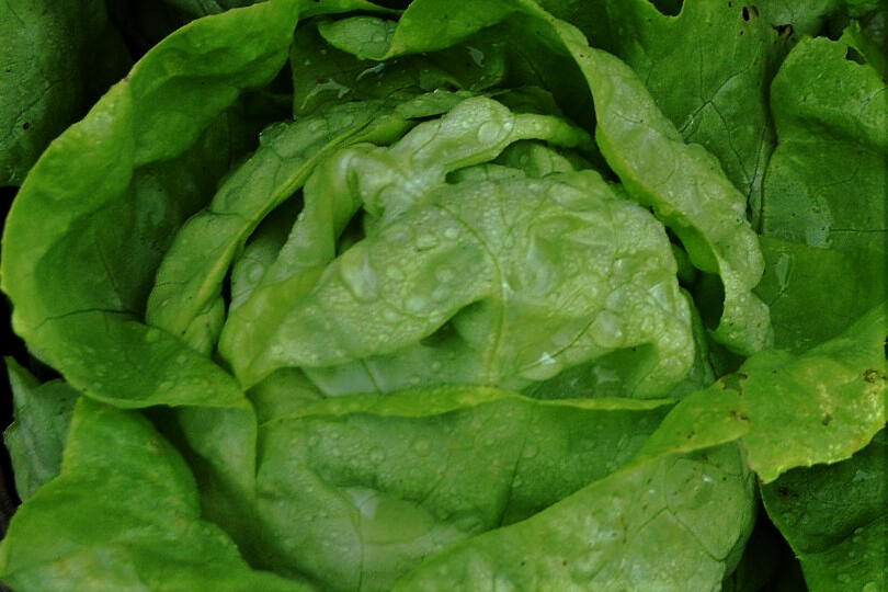 Salát hlávkový 'Lento' - Lactuca sativa var. capitata 'Lento'