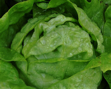 Salát hlávkový 'Lento'