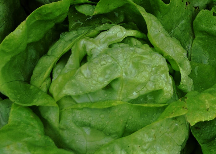 Salát hlávkový 'Lento' - Lactuca sativa var. capitata 'Lento'