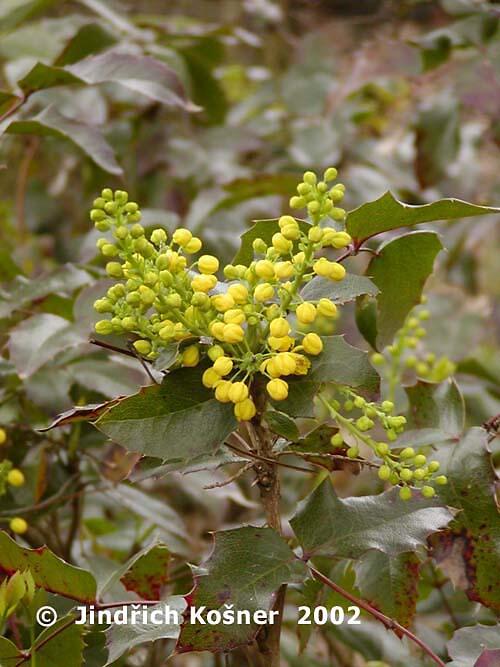 Mahonie cesmínolistá 'Apollo' - Mahonia aquifolium 'Apollo'