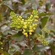 Mahonie cesmínolistá 'Apollo' - Mahonia aquifolium 'Apollo'