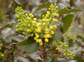 Mahonie cesmínolistá 'Apollo' - Mahonia aquifolium 'Apollo'