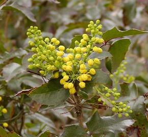 Mahonie cesmínolistá 'Apollo' - Mahonia aquifolium 'Apollo'