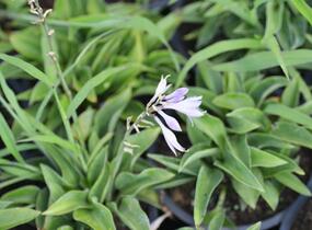 Bohyška 'Blue Cadet' - Hosta 'Blue Cadet'