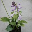 Bohyška 'Blue Cadet' - Hosta 'Blue Cadet'