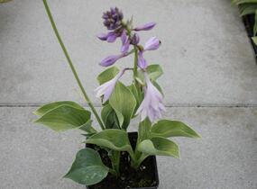 Bohyška 'Blue Cadet' - Hosta 'Blue Cadet'