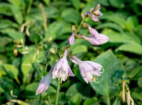 Bohyška 'Blue Cadet' - Hosta 'Blue Cadet'