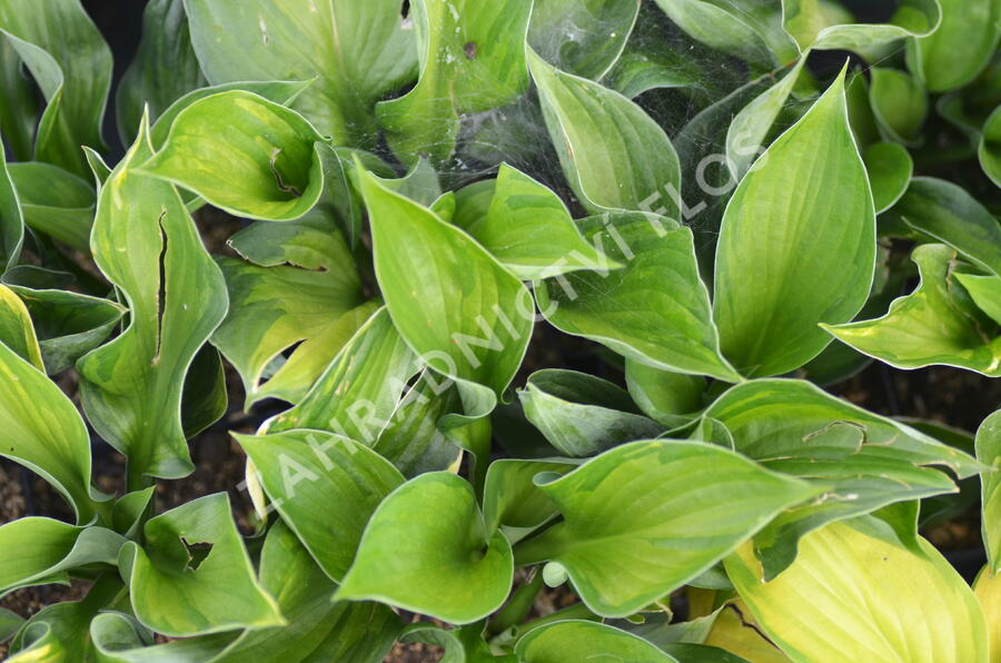 Bohyška 'Whirlwind' - Hosta 'Whirlwind'