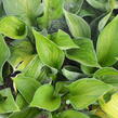 Bohyška 'Whirlwind' - Hosta 'Whirlwind'