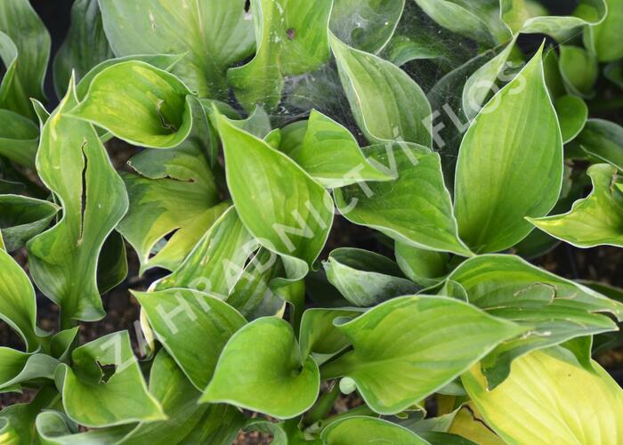 Bohyška 'Whirlwind' - Hosta 'Whirlwind'