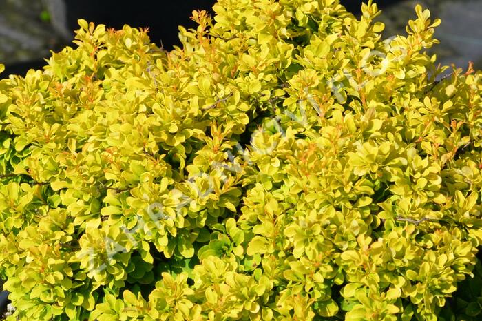 Dřišťál Thunbergův 'Tiny Gold' - Berberis thunbergii 'Tiny Gold'