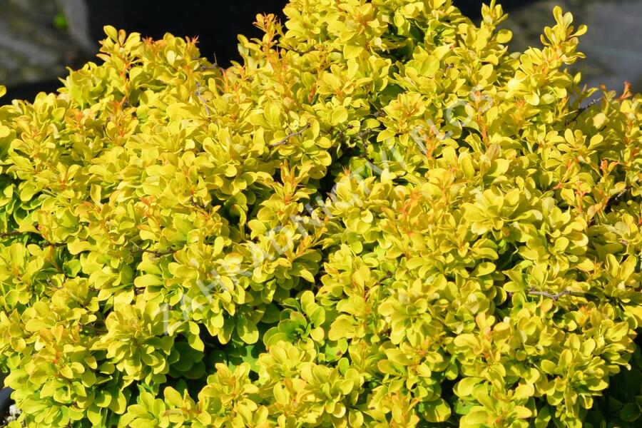 Dřišťál Thunbergův 'Tiny Gold' - Berberis thunbergii 'Tiny Gold'