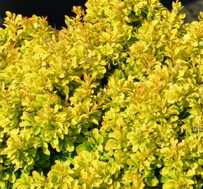 Dřišťál Thunbergův 'Tiny Gold' - Berberis thunbergii 'Tiny Gold'